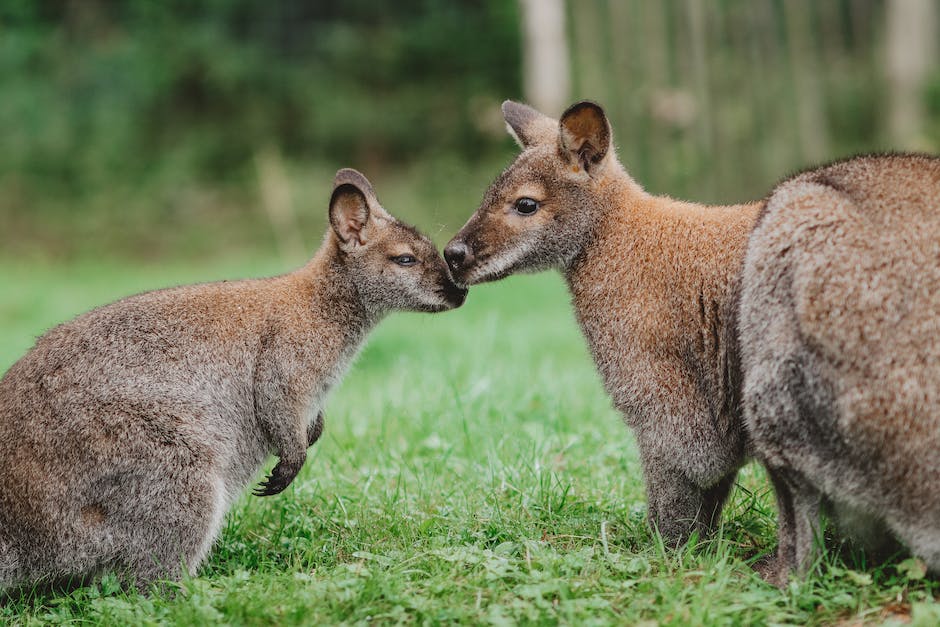  Wildschweine Babys Geburt