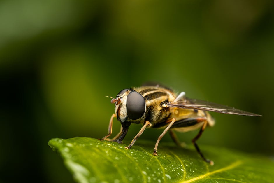 Baby Augenfarbe erkennen