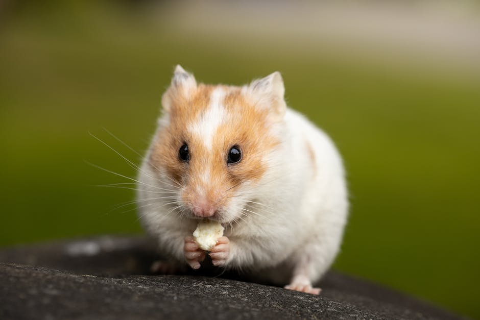 Warum Hamster ihre Babys fressen
