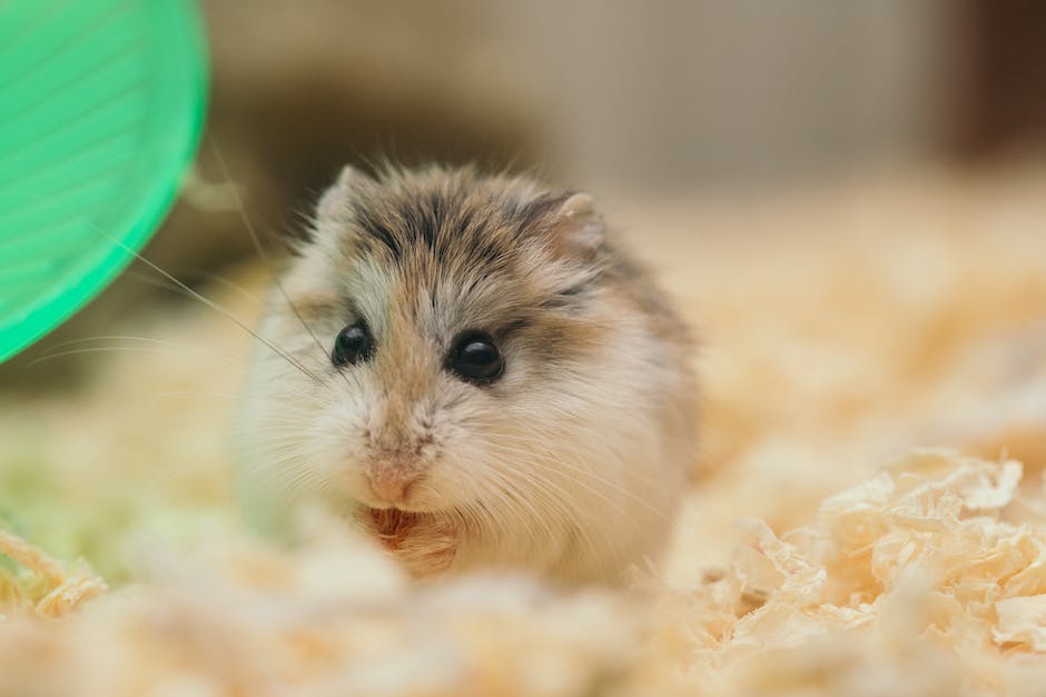 warum Hamster ihre Babys fressen