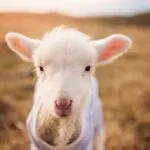 Warum haben Babys so häufig Schluckauf?