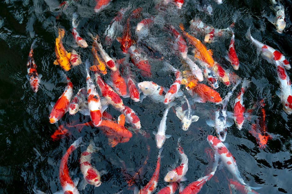  Wie bekommen Fische Babys? Einblicke in die Reproduktion von Fischen.