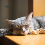 Länge des Schlafens von Babykatzen