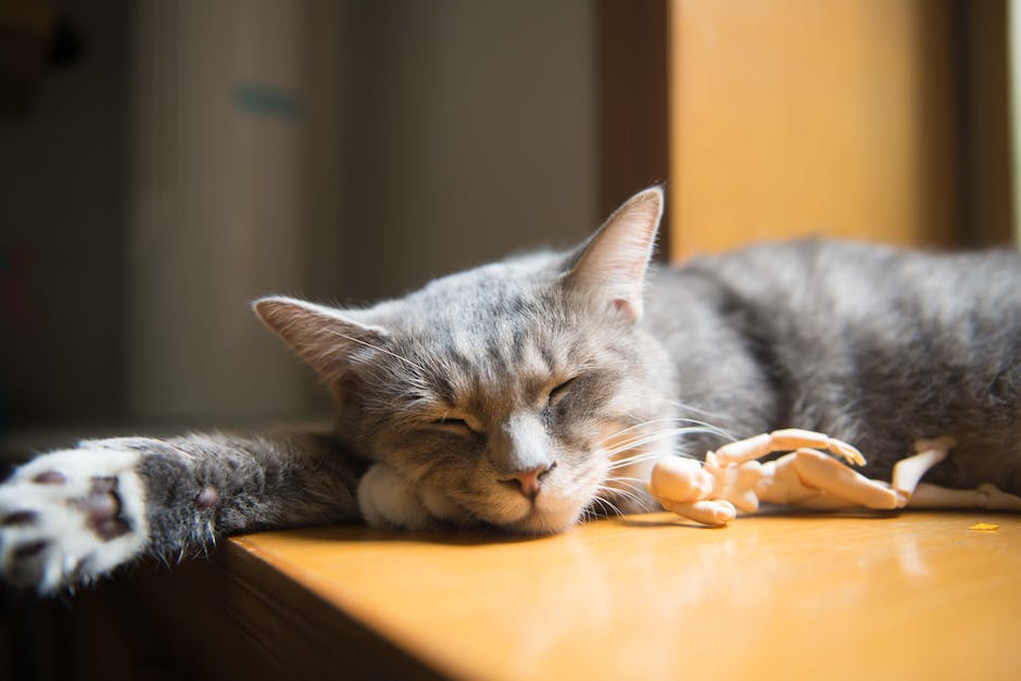 Länge des Schlafens von Babykatzen